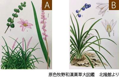 クイズです。AとB、どちらが麦門冬でしょう？