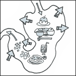 機能性胃腸症の原因